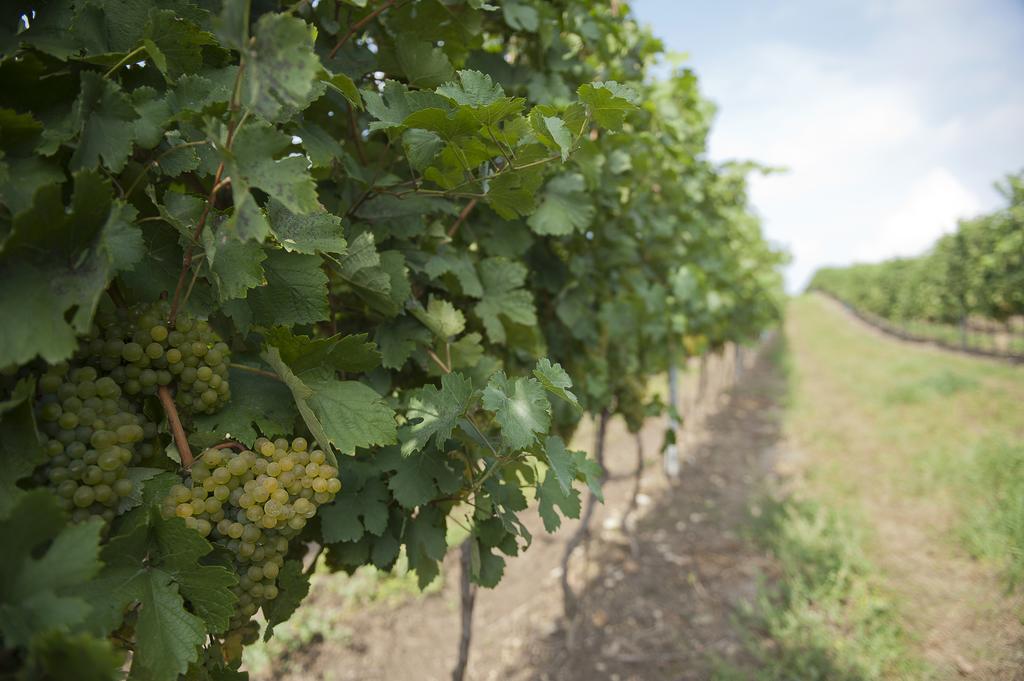 Weingut Martinshof Hotel Sankt Ulrich  Luaran gambar